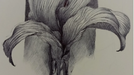 20250325_164752399_iOS